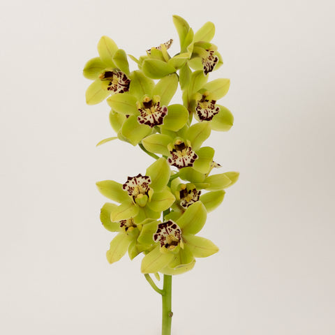 Sassy Green Mini Cymbidium Orchids Stem - Image
