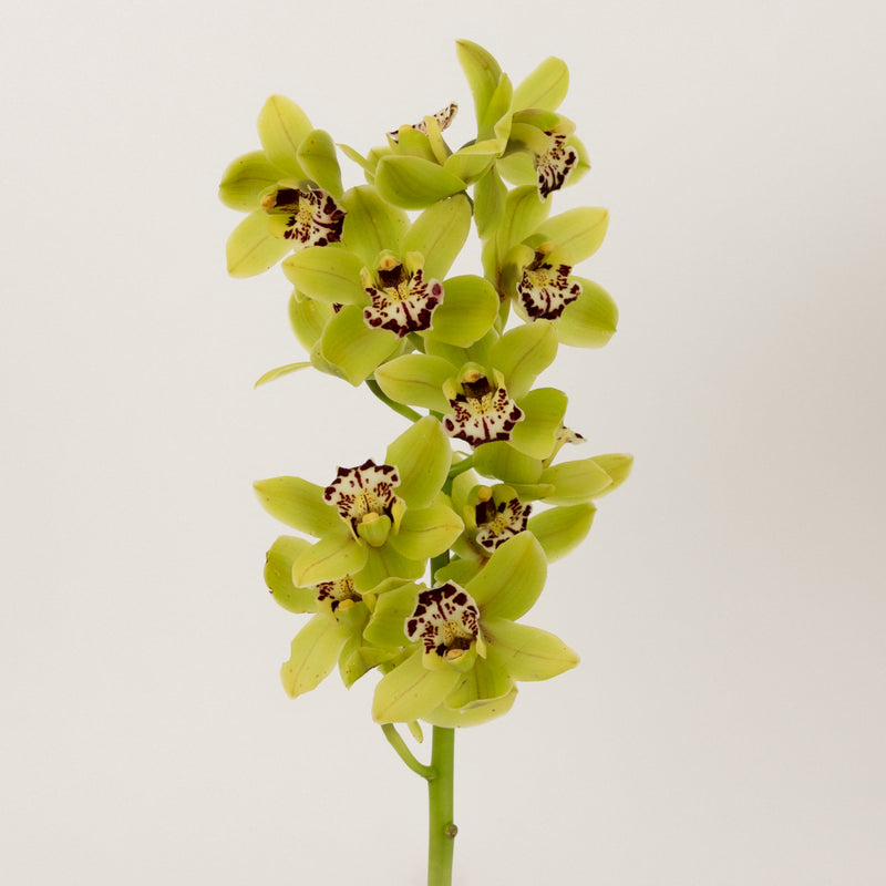 Sassy Green Mini Cymbidium Orchids Stem - Image