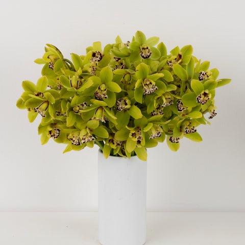 Sassy Green Mini Cymbidium Orchids Other - Image