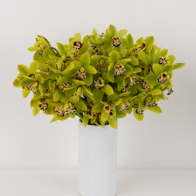Sassy Green Mini Cymbidium Orchids Other - Image