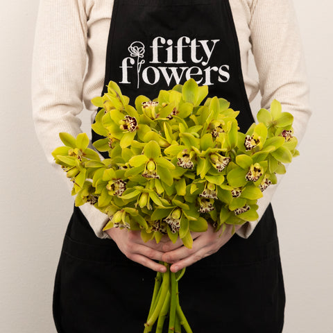 Sassy Green Mini Cymbidium Orchids Other - Image