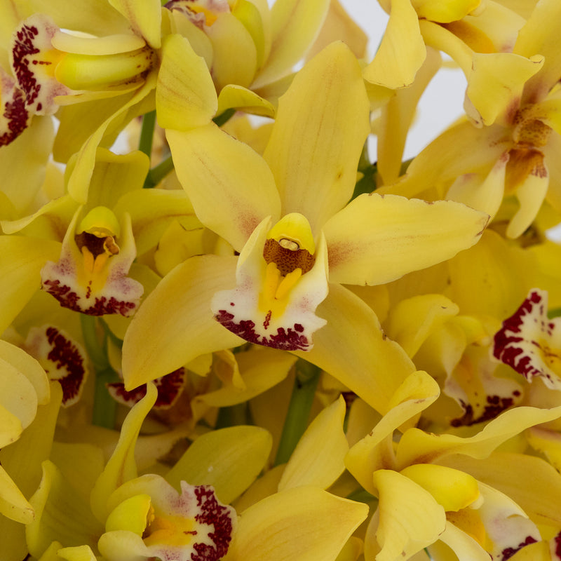 Sunny Yellow Mini Cymbidium Orchids Close Up - Image