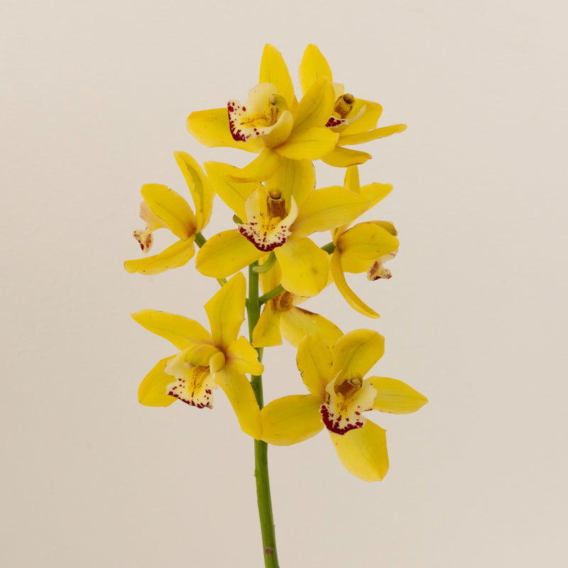 Sunny Yellow Mini Cymbidium Orchids Stem - Image