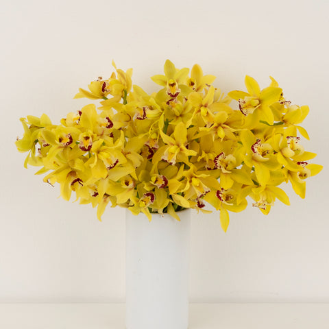 Sunny Yellow Mini Cymbidium Orchids Vase - Image