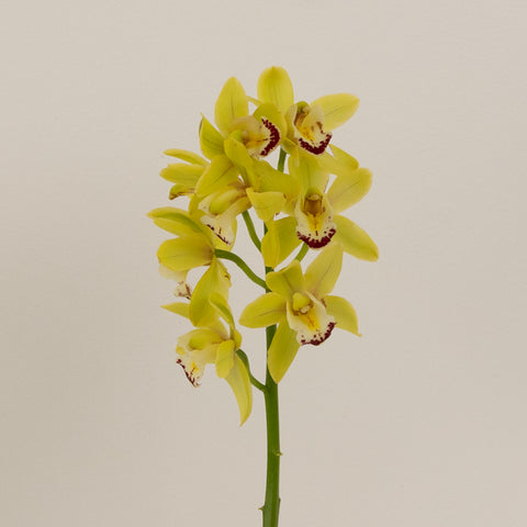 Lemon Icicle Mini Cymbidium Orchid Close Up - Image