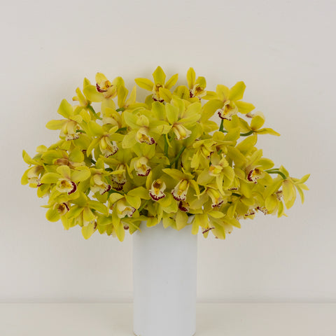 Lemon Icicle Mini Cymbidium Orchid Stem - Image