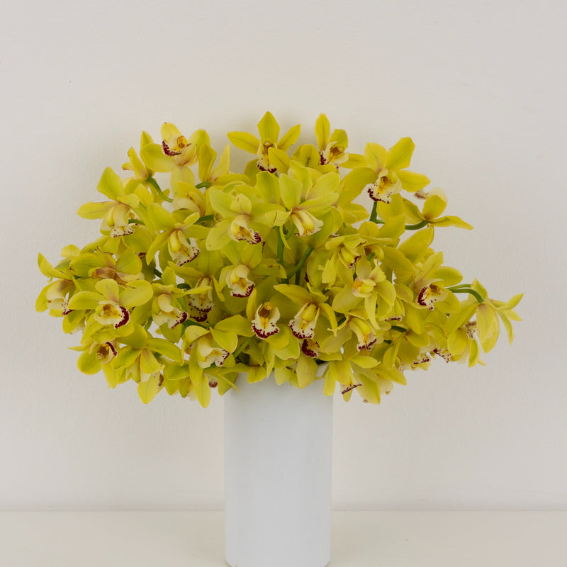 Lemon Icicle Mini Cymbidium Orchid Stem - Image