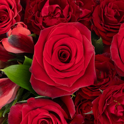 Ruby Red Diy Flower Kit Close Up - Image