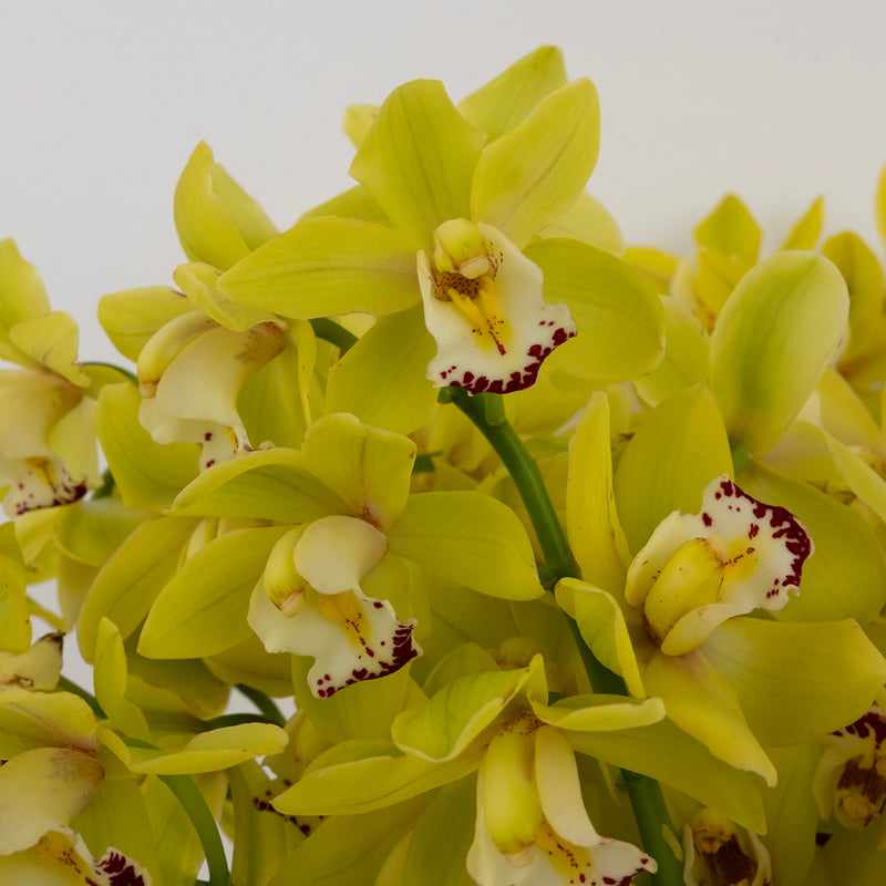 Lemon Icicle Mini Cymbidium Orchid Apron - Image