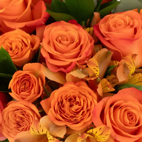 Orange Crush Diy Flower Kit Close Up - Image