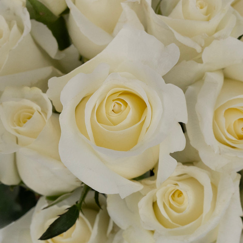 Blizzard White Rose Close Up - Image