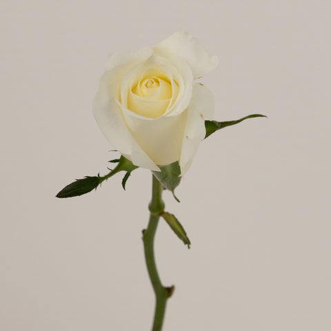 Blizzard White Rose Stem - Image
