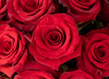 Red Paris Rose Close Up - Image