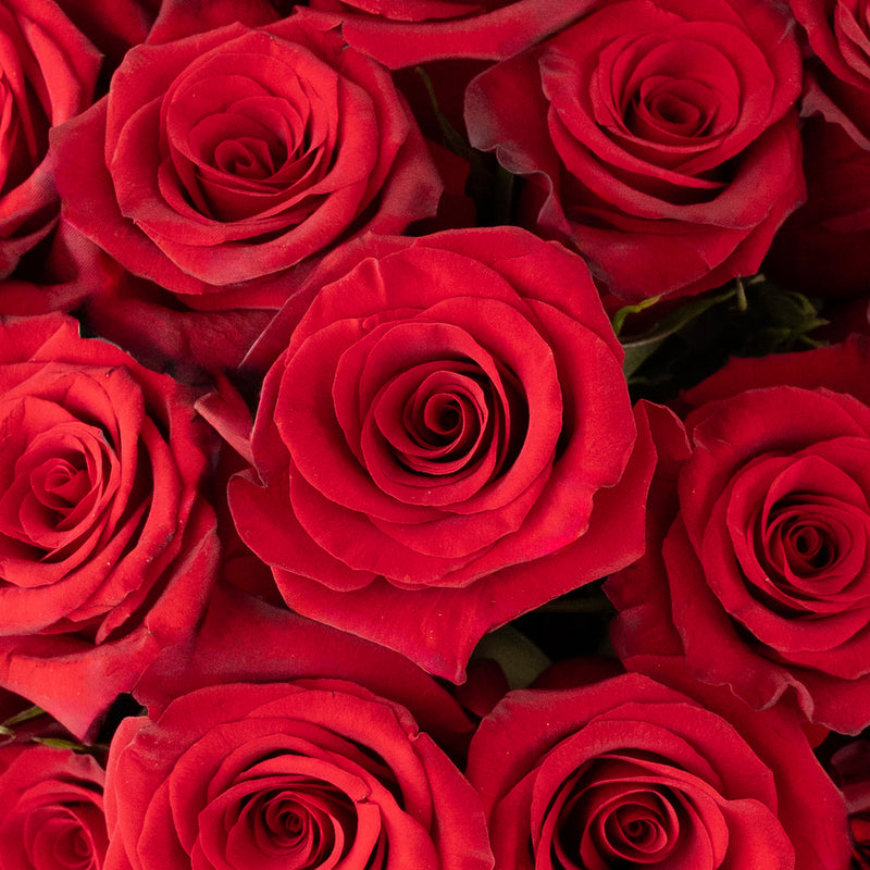 Red Paris Rose Close Up - Image