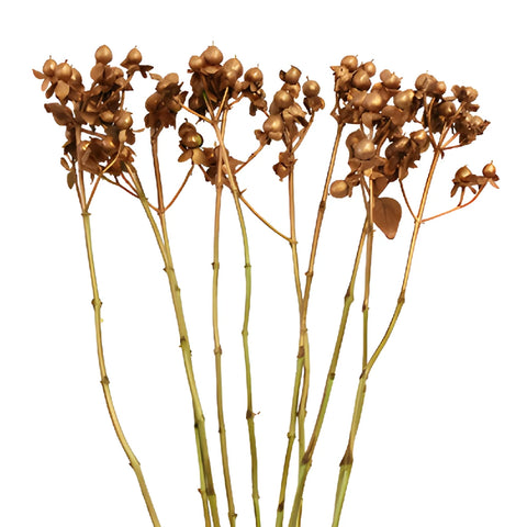 Bronze Tinted Hypericum Berries