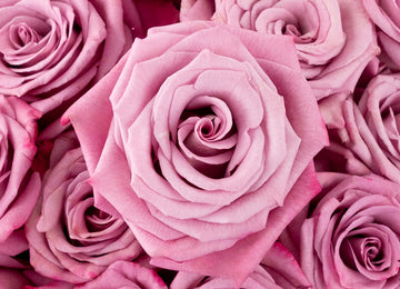Antique Mauve Fresh Cut Rose Close Up - Image