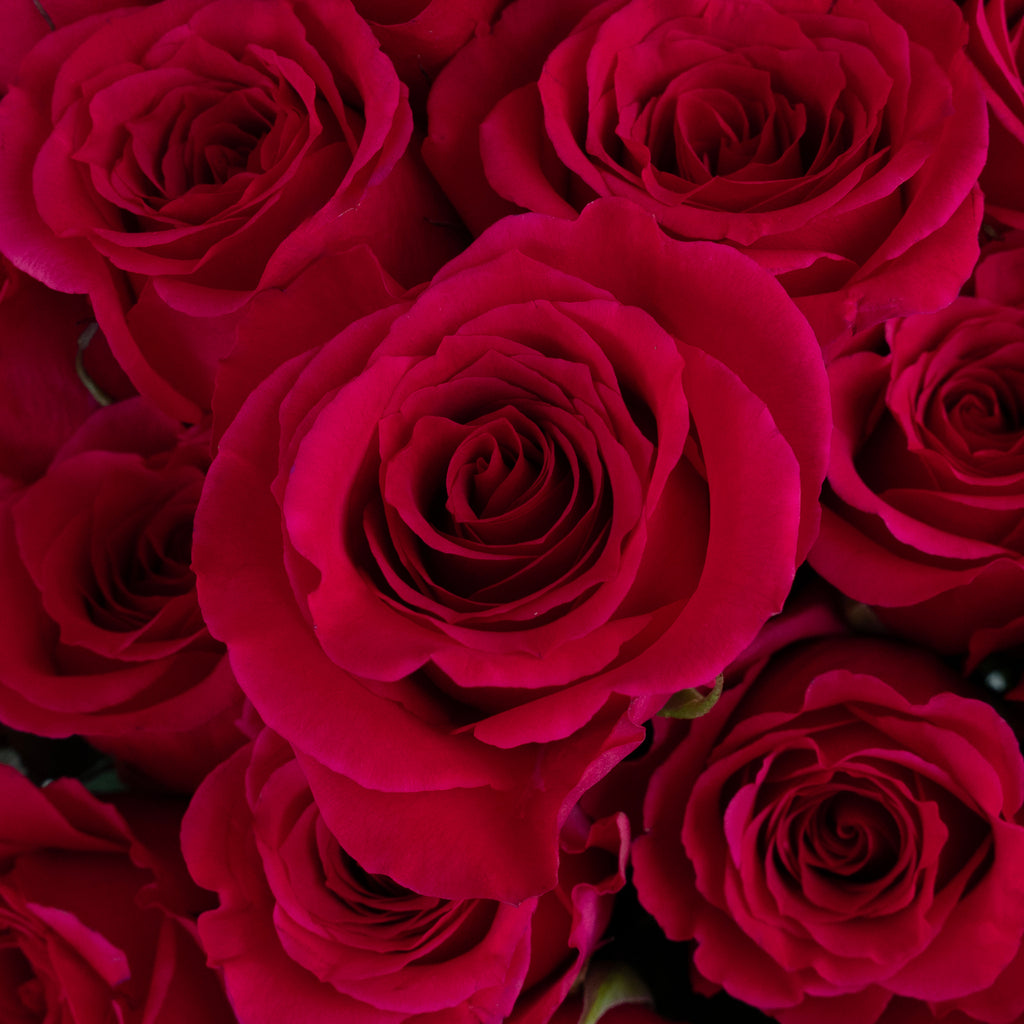 Buy Wholesale Queenberry Hot Pink Rose in Bulk - FiftyFlowers