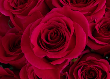 Queenberry Hot Pink Rose Close Up - Image
