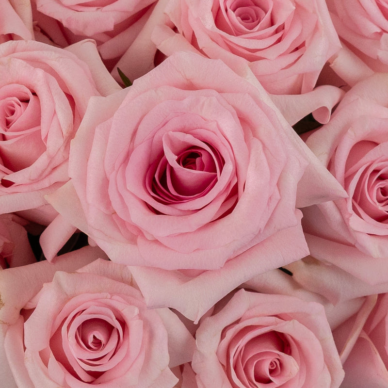 First Light Pink Rose Close Up - Image