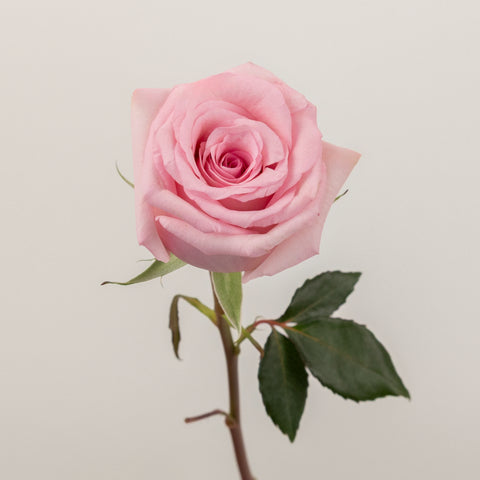 First Light Pink Rose Stem - Image
