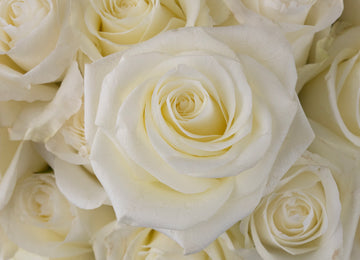 Proud White Rose Close Up - Image