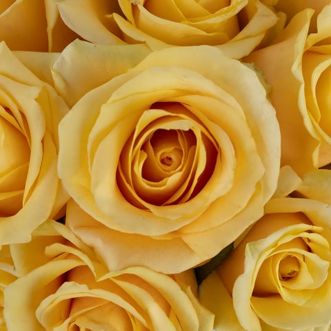 Yellow Butterscotch Fresh Cut Rose Close Up - Image