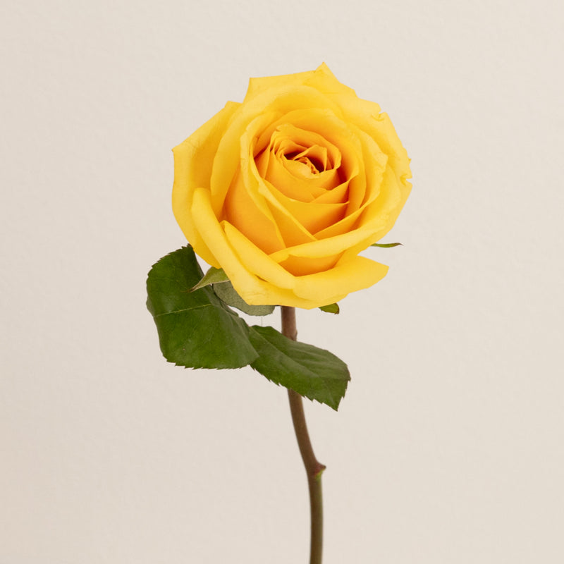 Yellow Butterscotch Fresh Cut Rose Stem - Image