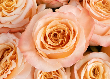 Pink Champagne Shimmer Bulk Rose Close Up - Image