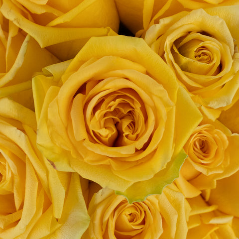 Light Yellow Hummer Rose Close Up - Image