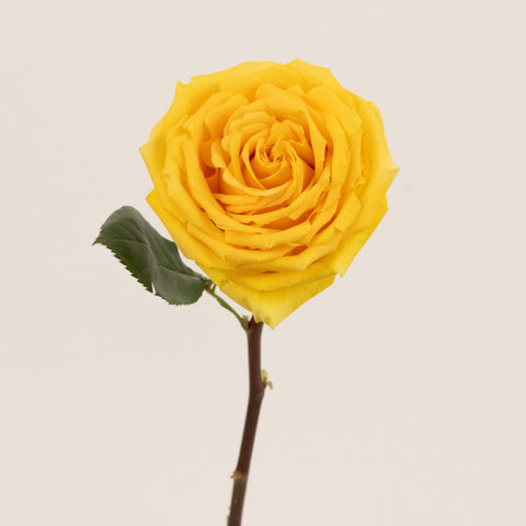 Light Yellow Hummer Rose Stem - Image