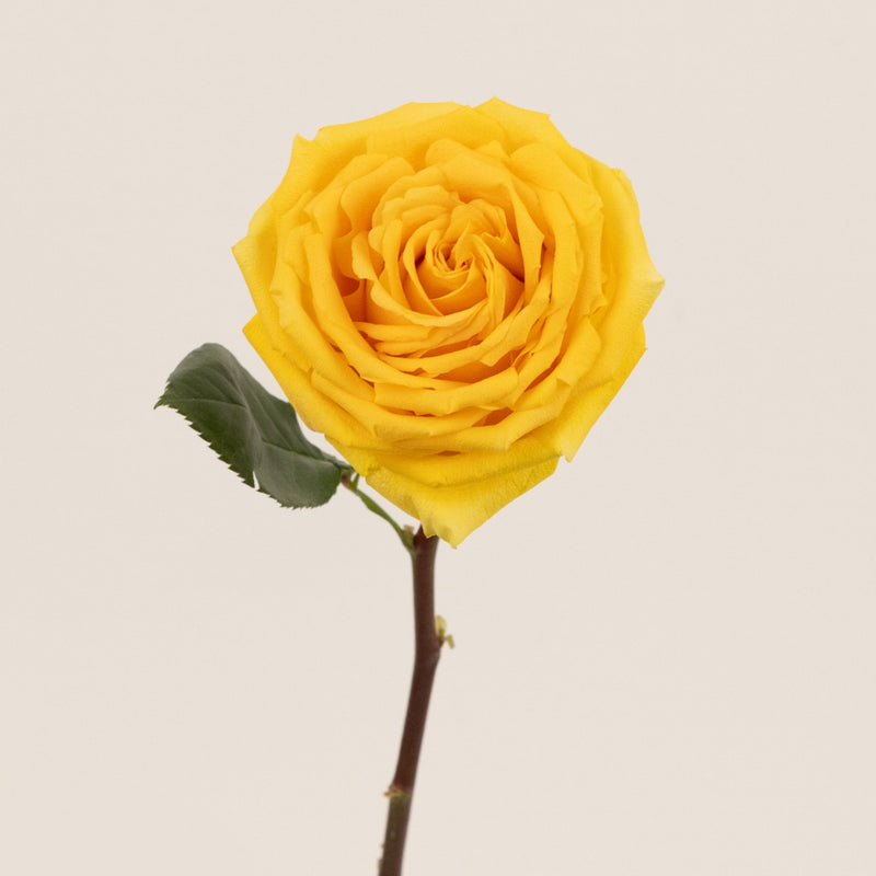 Light Yellow Hummer Rose Stem - Image