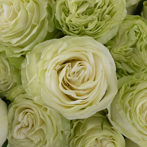 Wasabi Green Rose Close Up - Image