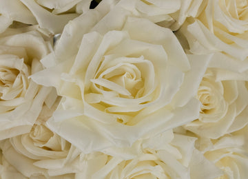 Eskimo White Rose Close Up - Image