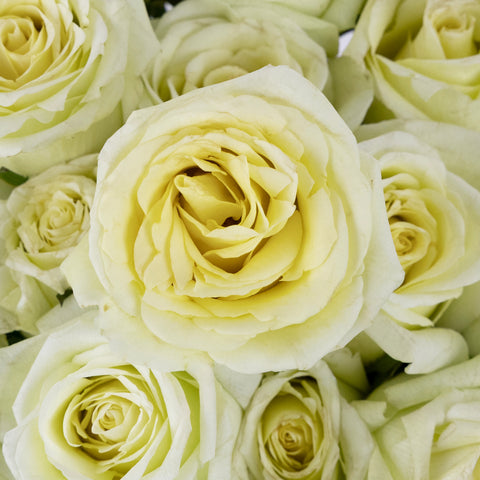 Jade Green Rose Close Up - Image