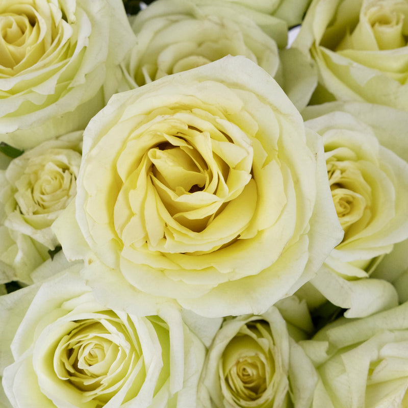 Jade Green Rose Close Up - Image