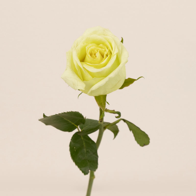 Jade Green Rose Stem - Image