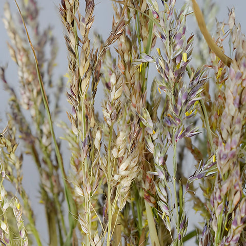 Broomcorn Autumn Greens