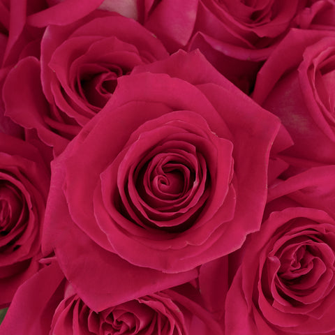 Topaz Hot Pink Rose Close Up - Image