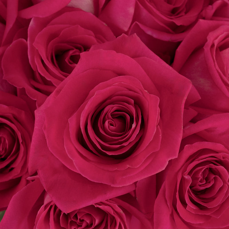 Topaz Hot Pink Rose Close Up - Image