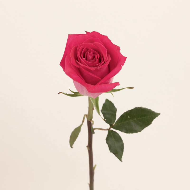 Topaz Hot Pink Rose Stem - Image