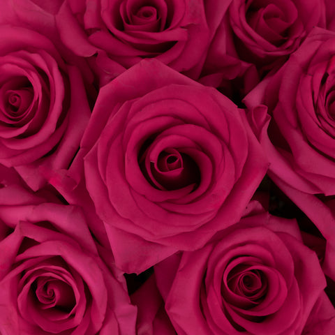 Hot Paris Fresh Cut Rose Close Up - Image