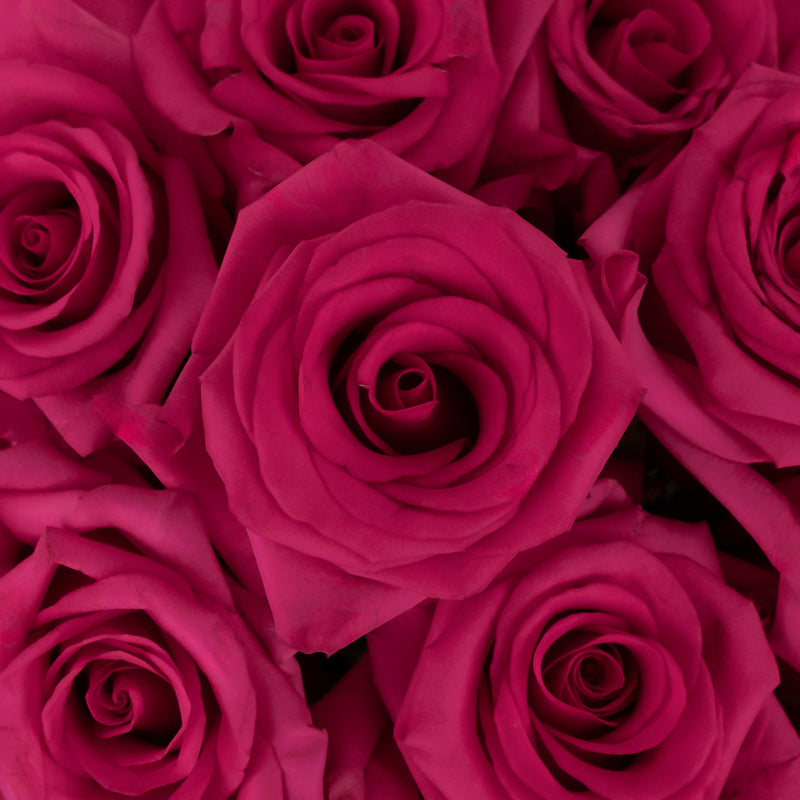 Hot Paris Fresh Cut Rose Close Up - Image