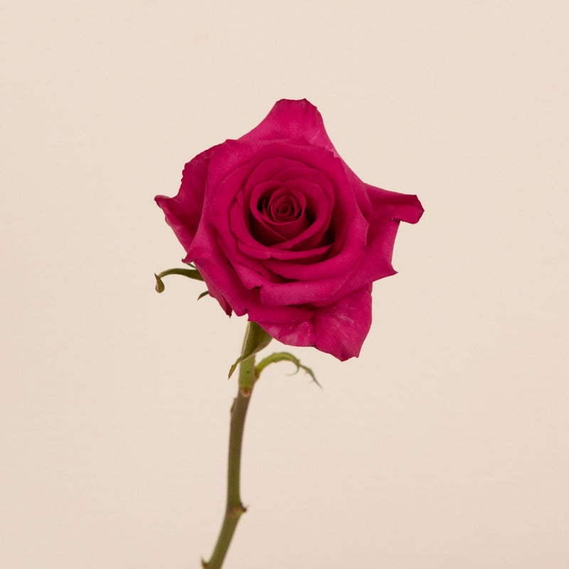 Hot Paris Fresh Cut Rose Stem - Image