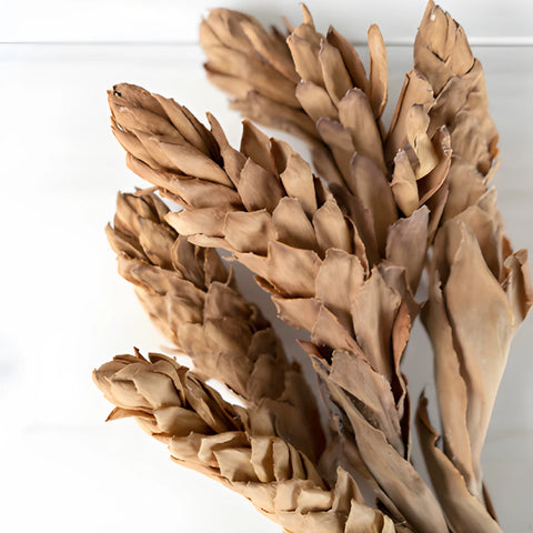 Brown Dried Ginger