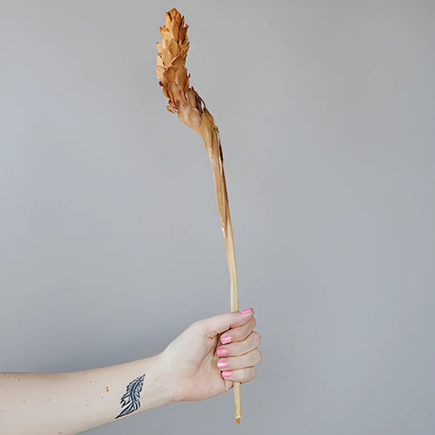 Brown Dried Ginger