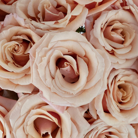Mother Of Pearl Blush Rose Close Up - Image