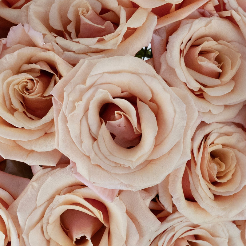 Mother Of Pearl Blush Rose Close Up - Image