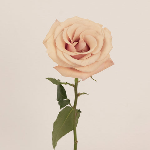 Mother Of Pearl Blush Rose Stem - Image