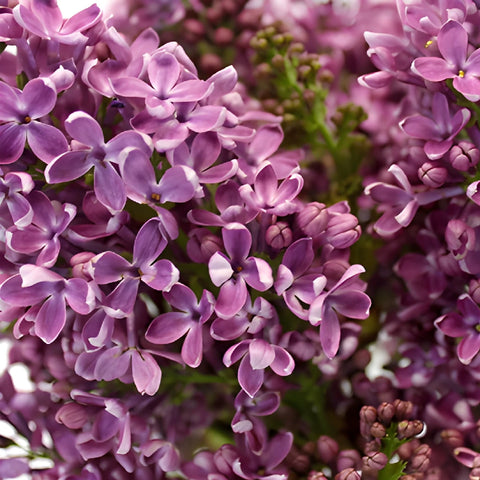 Soft Purple Premium Lilac Flower Other - Image