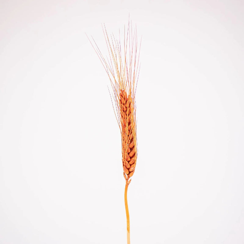 Brown Dried Wheat Grass